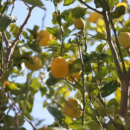 Ξενοδοχείο Cocopalm Boutique Αλακάτι